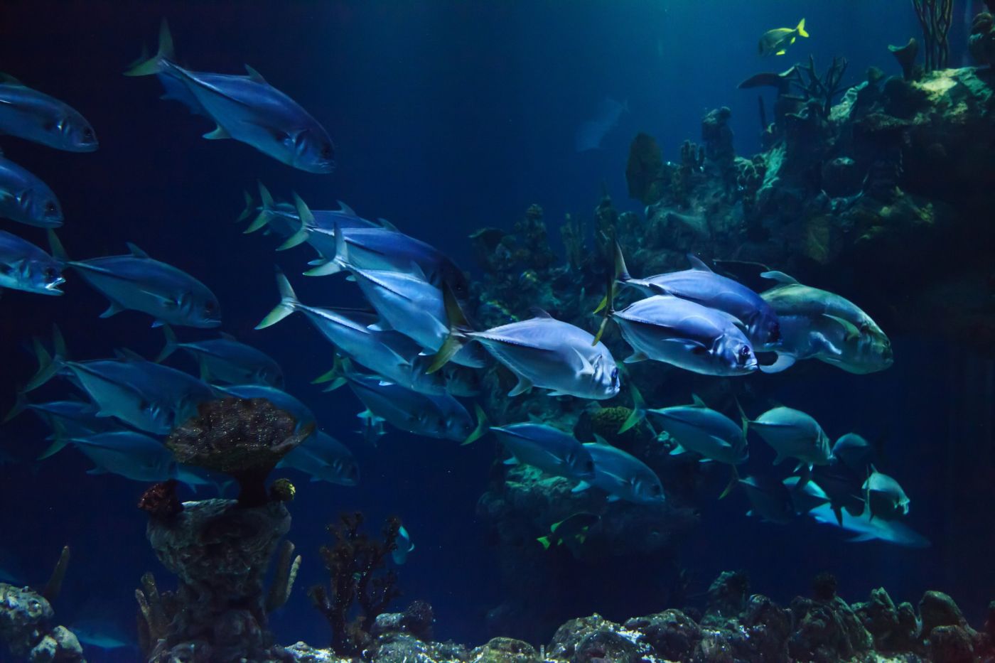 成群游動的魚